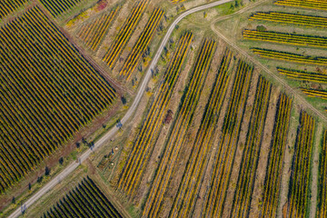 Top drone view of a vineyard at autumn - obrazy, fototapety, plakaty
