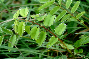早朝に葉の鋸歯の各々の先端から水が滲み出るワレモコウ