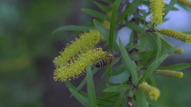 Abeja polinizando - Flora &  Fauna 