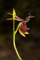 Flying Duck Orchid plant in flower