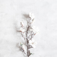 Winter composition. White flowers on gray background. Christmas, winter concept. Flat lay, top view