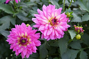 Obraz premium 한국공원에핀꽃입니다