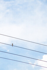Bird wire blue sky Pájaro alambrada cielo azul