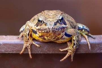 Portrait of a common frog on a bucket edge