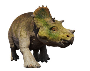 young Triceratops horridus, dinosaur isolated on white background 