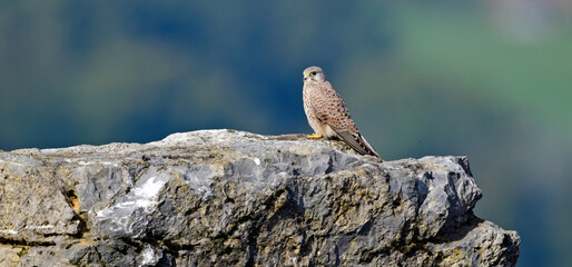 Common kestrel // Turmfalke (Falco tinnunculus)