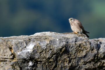 Turmfalke // Common kestrel (Falco tinnunculus)