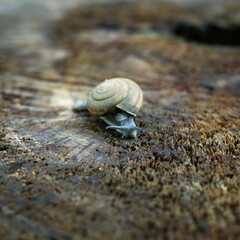 a snail on the trunk of a tree