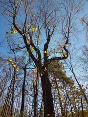 Bare tree with several preserved yellow leaves against a blue sky, in autumn