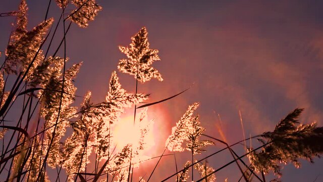Canes (Arundo donax) sway in the wind in the sunlight at sunset. Silvery autumn reed sways. Natural background.