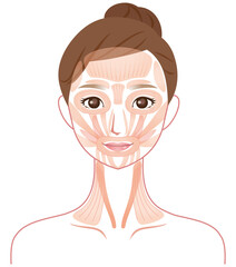 顔の筋肉の仕組み　美容　医療