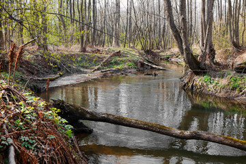 landscape with a small wild river, river banks covered with dry, old grass and fallen trees, early spring