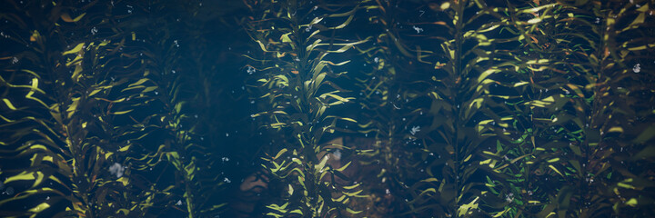 kelp forest, giant algae seaweed - obrazy, fototapety, plakaty