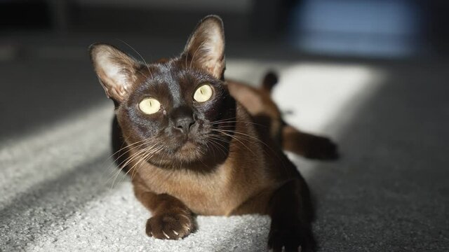 Brown burmese cat with chocolate fur color and yellow eyes gazing