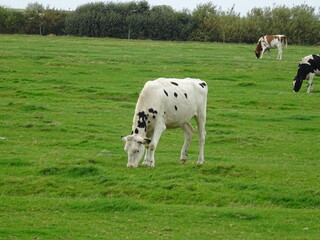 Fototapeta premium Inselkühe