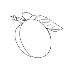 Black and white plum. Can be used for postcards, invitations, advertising, web, textile and other.