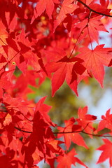 赤く色づくカエデ