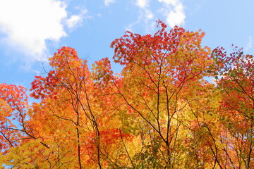 カエデの紅葉