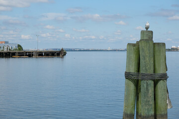 Sea Gull on wood pillar in port with historic Capitol building with dome and columns in background...