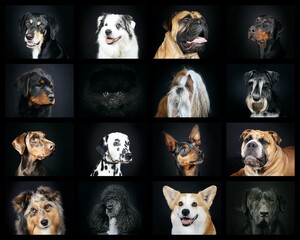 collage of different head of dogs on black background