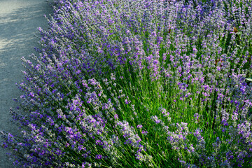 Fototapeta premium Many small blue lavender flowers in a garden in a sunny summer day photographed with selective focus, beautiful outdoor floral background.