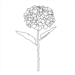 Hydrangea flower - one line drawing.