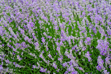 Fototapeta premium Many small blue lavender flowers in a garden in a sunny summer day photographed with selective focus, beautiful outdoor floral background.