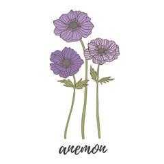 anemone flower by hand drawing on white backgrounds.