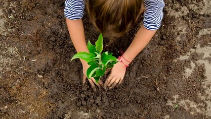 The child is planting a tree in the garden. Selective focus. - Powered by Adobe