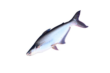 Closeup of Fresh Catfish, Siriped Catfish, Pangasianodon hypophthalmus of Thailand with isolated white background.