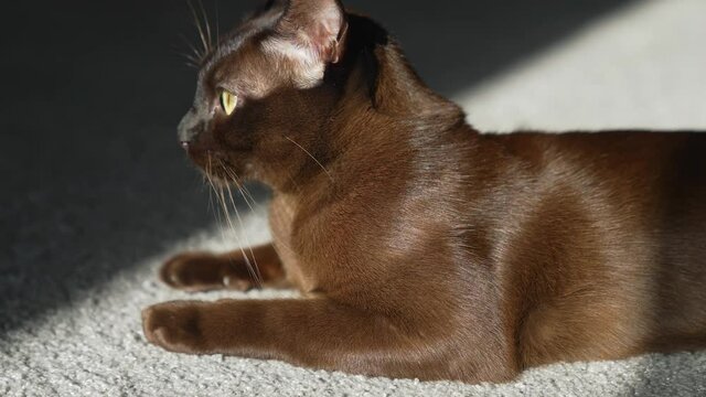 Brown burmese cat. Large brown male cat in relaxed and exposed pose.