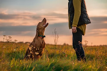 Fototapete Beautiful Hungarian Vizsla dog and its owner during outdoors obedience training session. Sit and stay command. Woman with hunting dog portrait. © andreaobzerova
