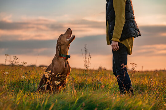 Beautiful Hungarian Vizsla dog and its owner during outdoors obedience training session. Sit and stay command. Woman with hunting dog portrait.
