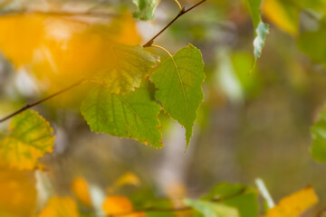 Birch leaves autumn. Natural atmospheric yellow-green soft background. Birch leaves develop in the wind, selective focus, background blur. The concept of golden autumn, falling leaves. Copy space