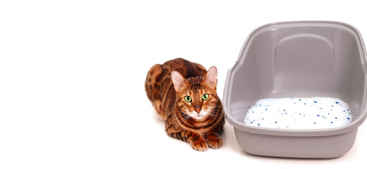 Cute bengal cat lying near its toilet with silica gel litter on white background, isolated. Clean...