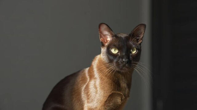 Brown burmese cat with chocolate fur color and yellow eyes gazing