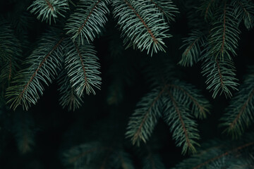 Fototapeta na wymiar Fluffy branches of a fir-tree. Christmas wallpaper or postcard concept.