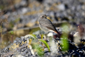 Black Redstart - female // Hausrotschwanz - Weibchen (Phoenicurus ochruros)