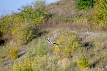 fliegender Mäusebussard // flying Common Buzzard (Buteo buteo)
