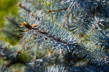 close-up photo of a pine branch, green blue color, in the park, forest concept: new year, Christmas, selective focus, fir-tree branch, medium needles size