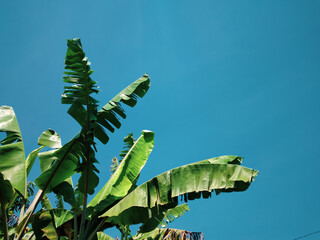 Banana leaves with blue sky for tropical background