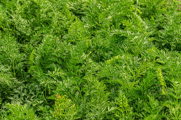 green background carrot leaves texture