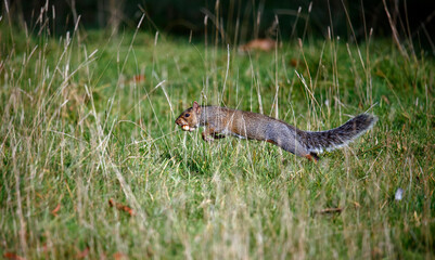Grey squirrel collecting, storing and eating sweet chestnuts