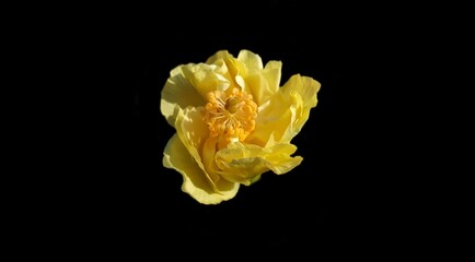 A yellow rose flower with a black background.