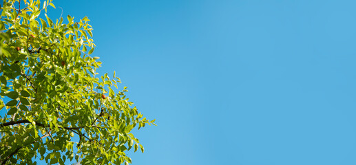 Green leaves on a background of blue sky. Banner with copy space