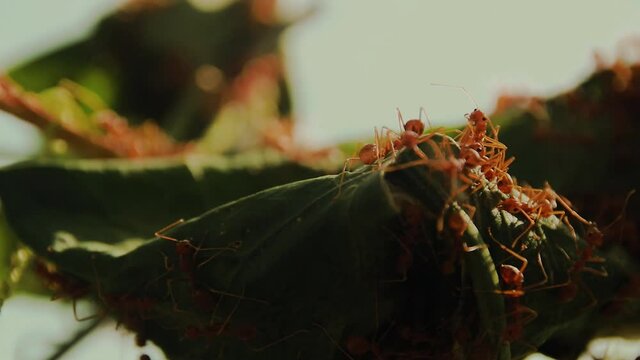 Close up of Weaver ants known as green ants or Oecophylla smaragdina building a nest by weaving leaves together