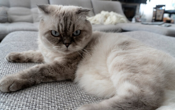 Photo Scottish cat, scottish-fold, white with blue eyes