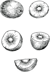 Black and white set of hand drawn kiwi fruits