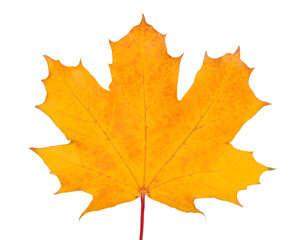 Naklejka na ściany i meble Beautiful bright orange autumn leaf isolated on the white background