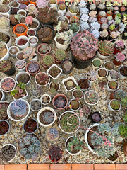 Succulent plant for decoration at house